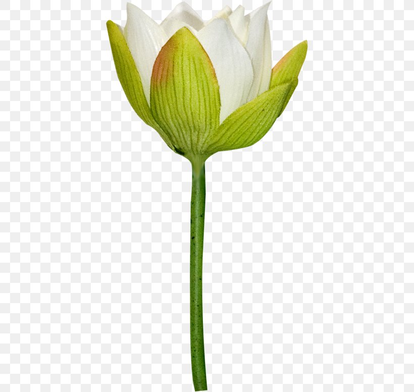 Tulip Cut Flowers Clip Art, PNG, 400x776px, Tulip, Advertising, Bud, Cut Flowers, Flower Download Free