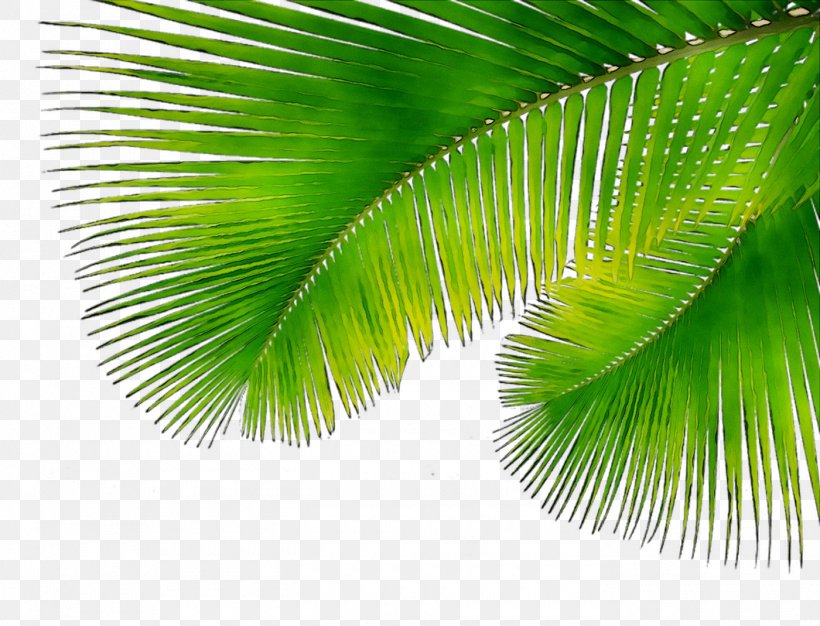 Asian Palmyra Palm Coconut Borassus, PNG, 1400x1069px, Asian Palmyra Palm, Arecales, Borassus, Botany, Coconut Download Free