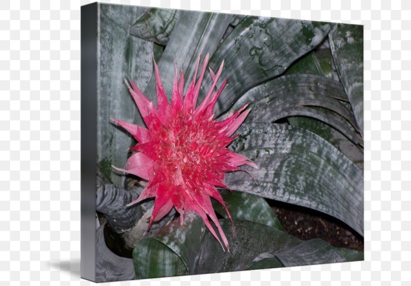 Flowering Plant, PNG, 650x570px, Flowering Plant, Flora, Flower, Petal, Plant Download Free