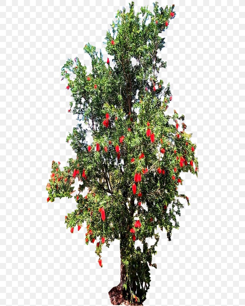 Melaleuca Viminalis Tree Shrub Holly Evergreen, PNG, 512x1024px, Melaleuca Viminalis, Aquifoliaceae, Aquifoliales, Bottlebrushes, Branch Download Free
