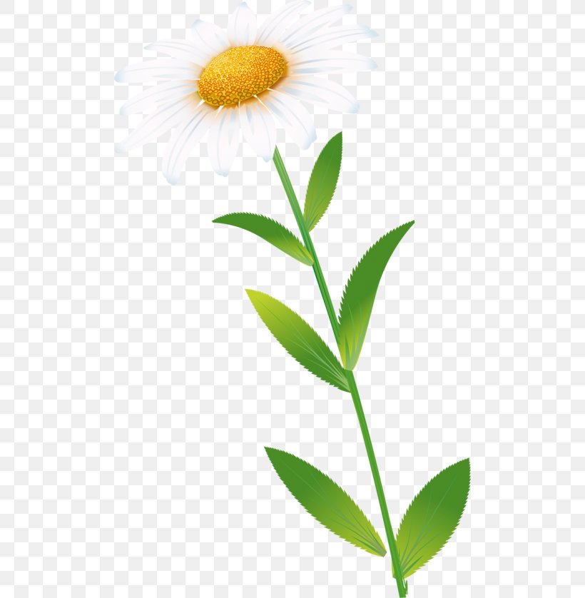 Oxeye Daisy Common Daisy Petal Plant Stem, PNG, 500x838px, Oxeye Daisy, Aster, Common Daisy, Daisy, Daisy Family Download Free
