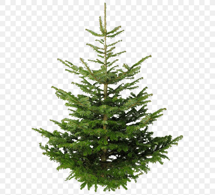 Tree Fir Clip Art Image, PNG, 600x744px, Tree, Christmas Decoration, Christmas Ornament, Christmas Tree, Clipping Path Download Free