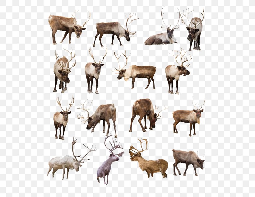 Reindeer Elk, PNG, 570x633px, Reindeer, Antler, Cattle Like Mammal, Deer, Elk Download Free