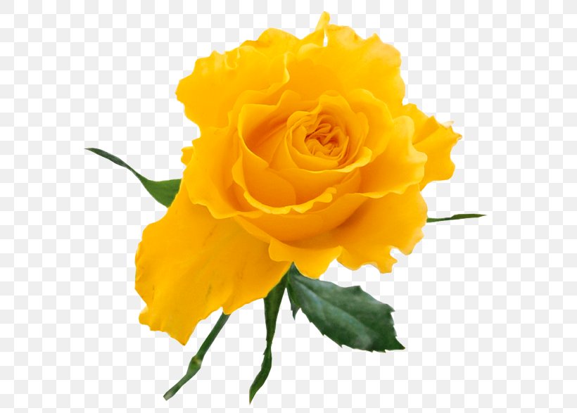 Rose Yellow Clip Art, PNG, 585x587px, Centifolia Roses, Cut Flowers, Floribunda, Floristry, Flower Download Free