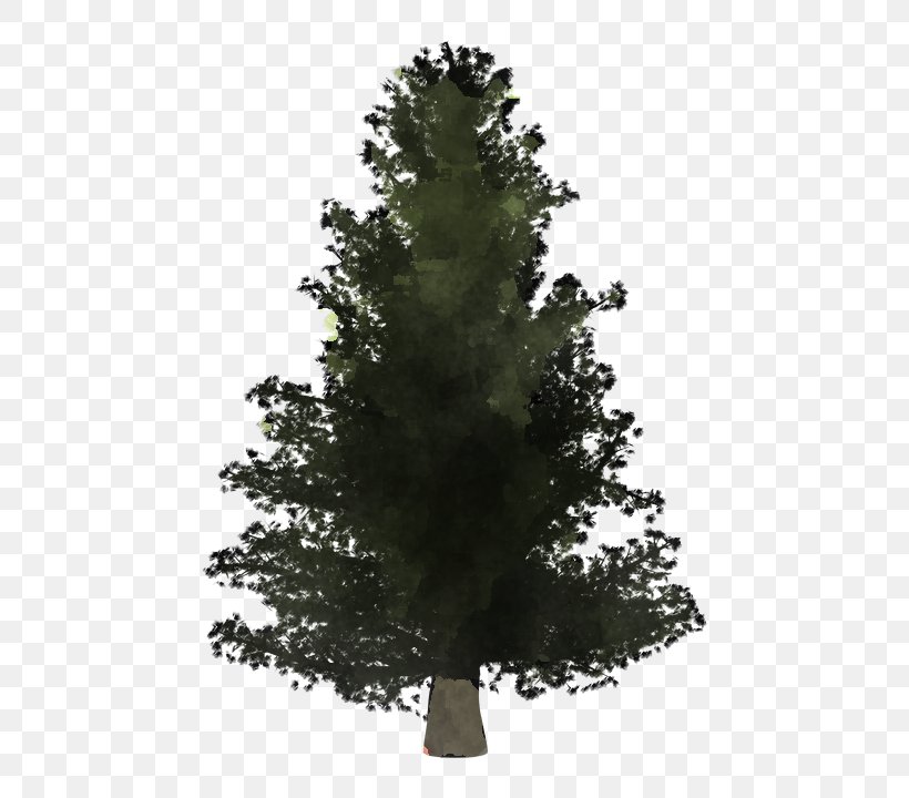Tree White Pine Yellow Fir Shortleaf Black Spruce Balsam Fir, PNG, 554x720px, Tree, Balsam Fir, Lodgepole Pine, Oregon Pine, Plant Download Free