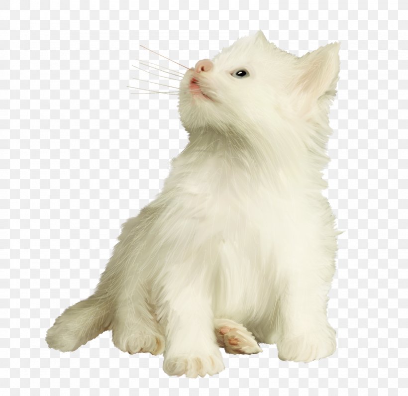Cat Image Photography Animal, PNG, 1600x1554px, Cat, American Curl, Animal, Animal Figure, Blog Download Free