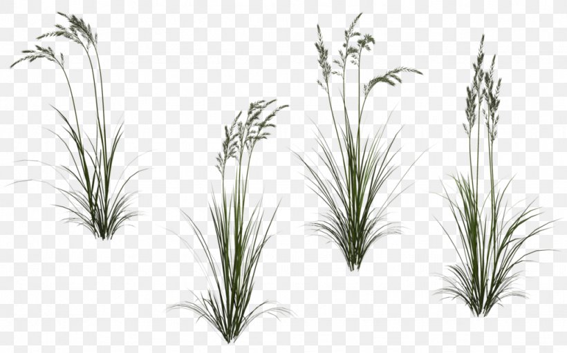 Grasses Plant DeviantArt, PNG, 1024x639px, Grasses, Commodity, Deviantart, Digital Art, Grass Download Free