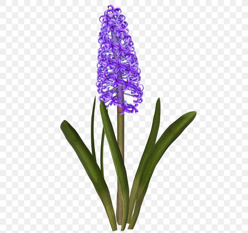 Hyacinth Drawing Kerti Virágok Daffodil Cut Flowers, PNG, 543x768px, Hyacinth, Austrian Briar, Common Lilac, Cut Flowers, Daffodil Download Free