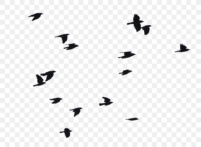 Bird Flight Image Clip Art, PNG, 800x600px, Bird, Animal Migration, Bird Flight, Bird Migration, Blackandwhite Download Free