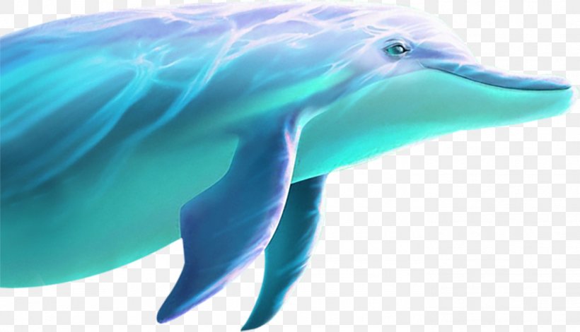 Dolphin, PNG, 1393x800px, Dolphin, Aqua, Azure, Beak, Common Bottlenose Dolphin Download Free