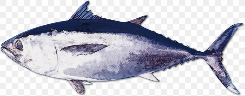 Kindai University Oma Pacific Bluefin Tuna Fish Seafood, PNG, 973x384px, Oma, Aquaculture, Bonito, Bony Fish, Fauna Download Free