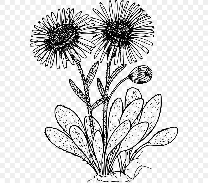 Drawing Wildflower Coloring Book, PNG, 584x720px, Drawing, Artwork, Black And White, Branch, Chrysanths Download Free