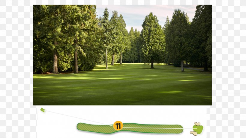 Golf Clubs Golf Course Lawn, PNG, 980x551px, Golf, Golf Club, Golf Clubs, Golf Course, Golf Equipment Download Free