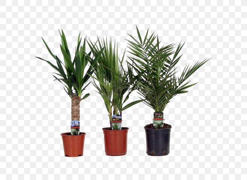 Sago Palm Date Palm Dracaena Fragrans Houseplant Arecaceae, PNG, 600x600px, Sago Palm, Arecaceae, Arecales, Chamaedorea, Cycad Download Free