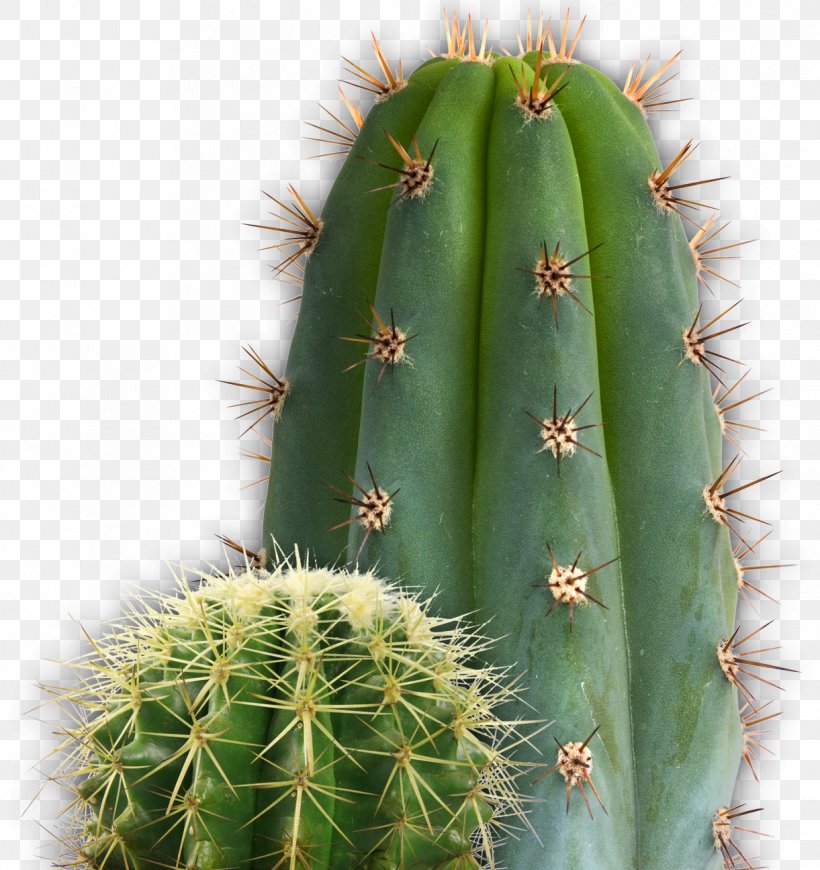 Cactaceae Clip Art, PNG, 1221x1296px, Cactaceae, Acanthocereus Tetragonus, Barbary Fig, Cactus, Cactus Garden Download Free