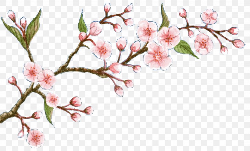 Cherry Blossom Flower Oil Soap, PNG, 2156x1306px, Blossom, Branch, Cherry, Cherry Blossom, Cleanliness Download Free