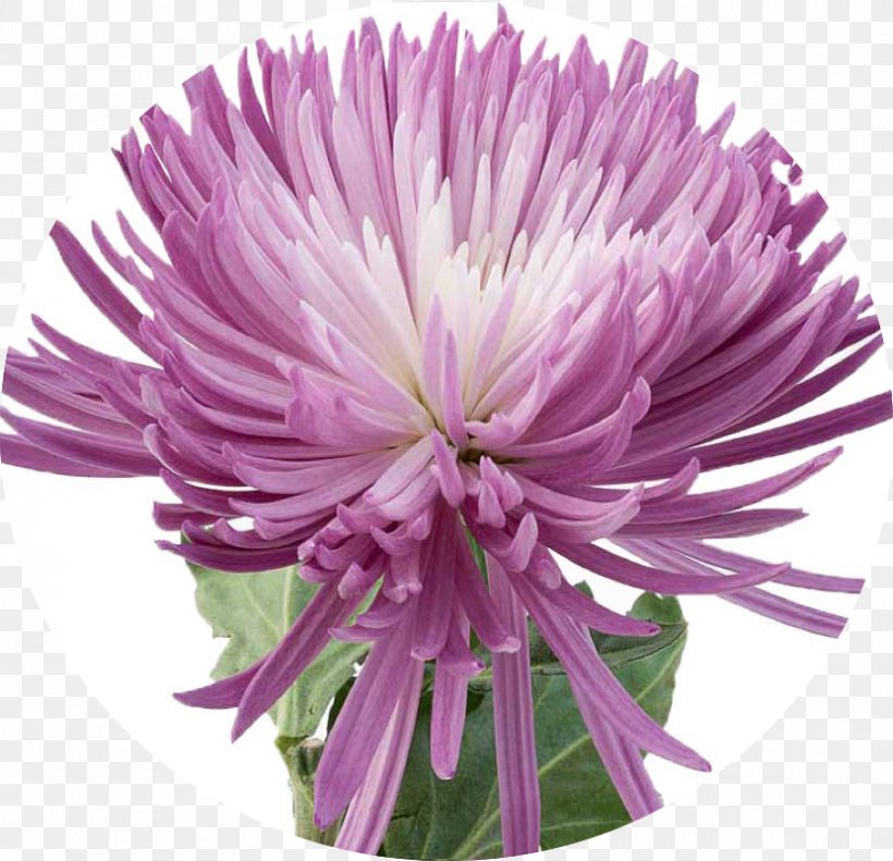 Chrysanthemum Cut Flowers Purple Plant, PNG, 831x802px, Chrysanthemum, Annual Plant, Aster, Chives, Chrysanthemum Zawadskii Latilobum Download Free
