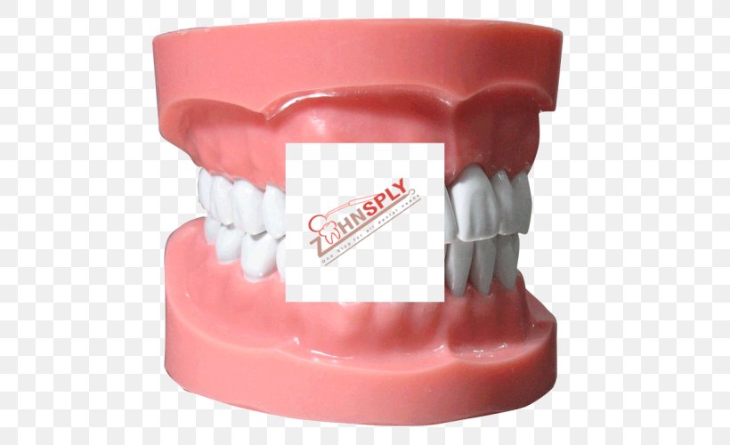 Human Tooth Typodont Dentistry Jaw, PNG, 500x500px, Tooth, Dental Braces, Dental Implant, Dentistry, Health Download Free