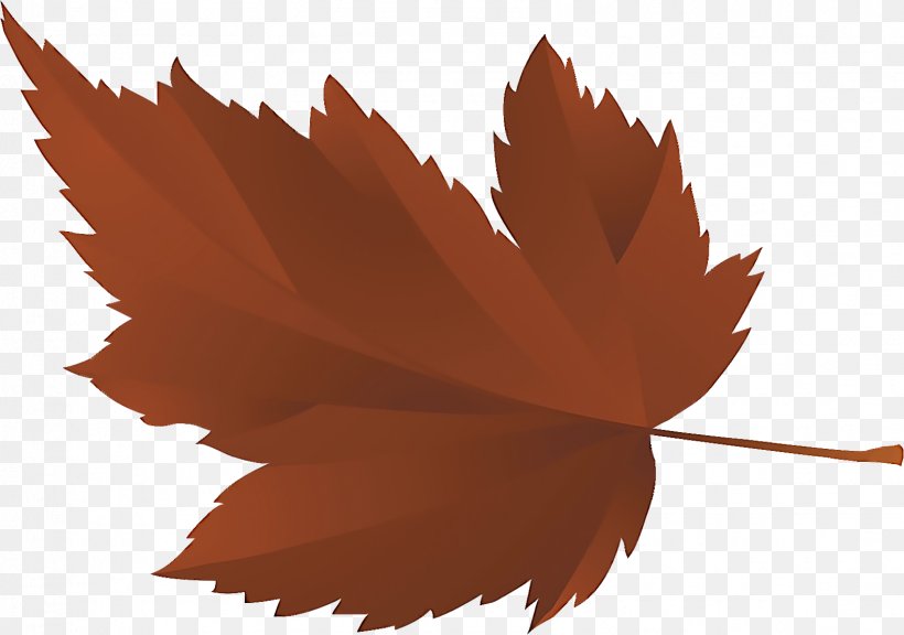 Maple Leaf, PNG, 1581x1111px, Leaf, Brown, Deciduous, Flower, Maple Leaf Download Free