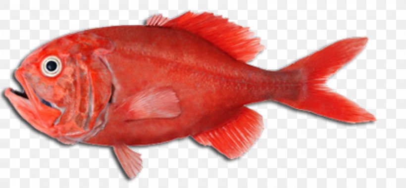 Orange Roughy Fish Seafood Cooking Slimehead, PNG, 900x418px, Orange Roughy, Animal, Animal Source Foods, Barramundi, Cod Download Free