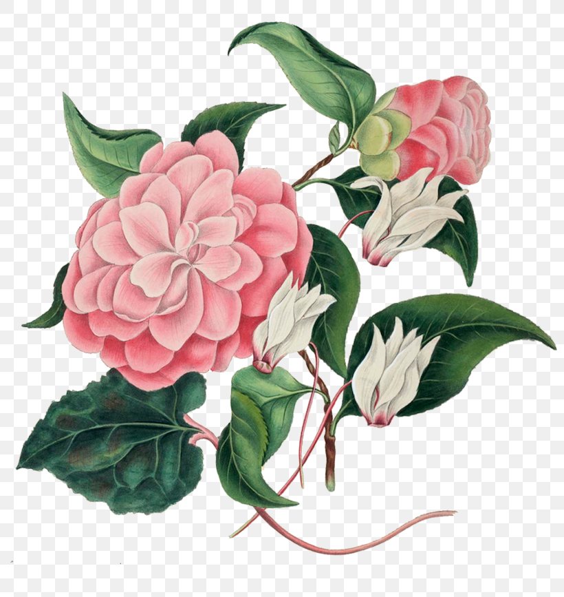 Cabbage Rose Garden Roses Botany Choix Des Plus Belles Fleurs Botanical Illustration, PNG, 800x867px, Cabbage Rose, Art, Botanical Illustration, Botany, Camellia Download Free