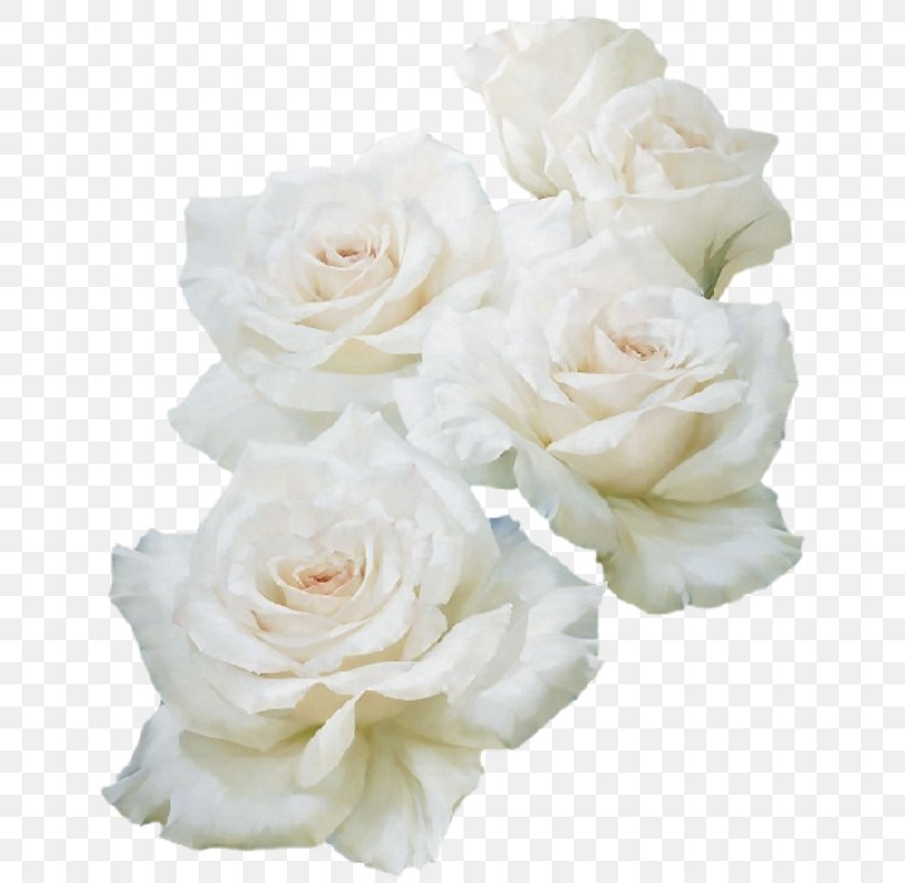 Garden Roses Unblog Flower, PNG, 651x800px, 2015, Garden Roses, Artificial Flower, Blog, Cut Flowers Download Free