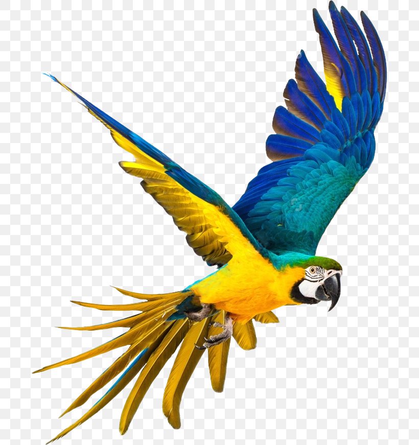 Parrot Bird Blue-and-yellow Macaw Stock Photography, PNG, 697x871px, Parrot, Beak, Bird, Blueandyellow Macaw, Color Download Free