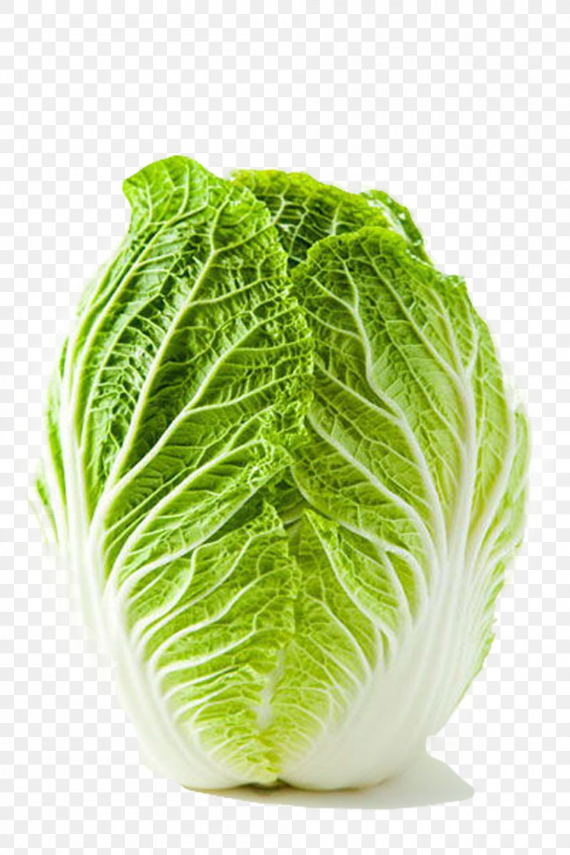 Shandong Lettuce Chinese Cabbage Shchi Vegetable, PNG, 1000x1500px, Shandong, Bok Choy, Cabbage, Chinese Cabbage, Collard Greens Download Free