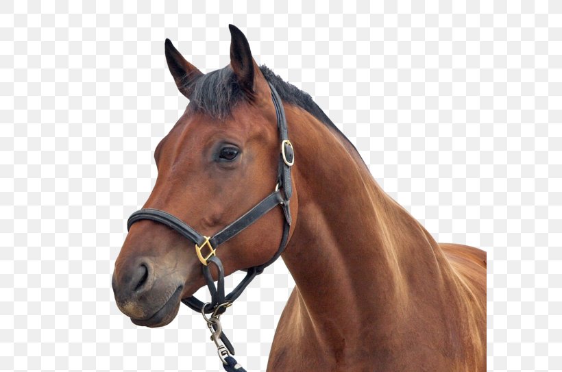 Stallion Arabian Horse Equestrian Horse Head Mask, PNG, 600x543px, Stallion, Arabian Horse, Bridle, Equestrian, Halter Download Free
