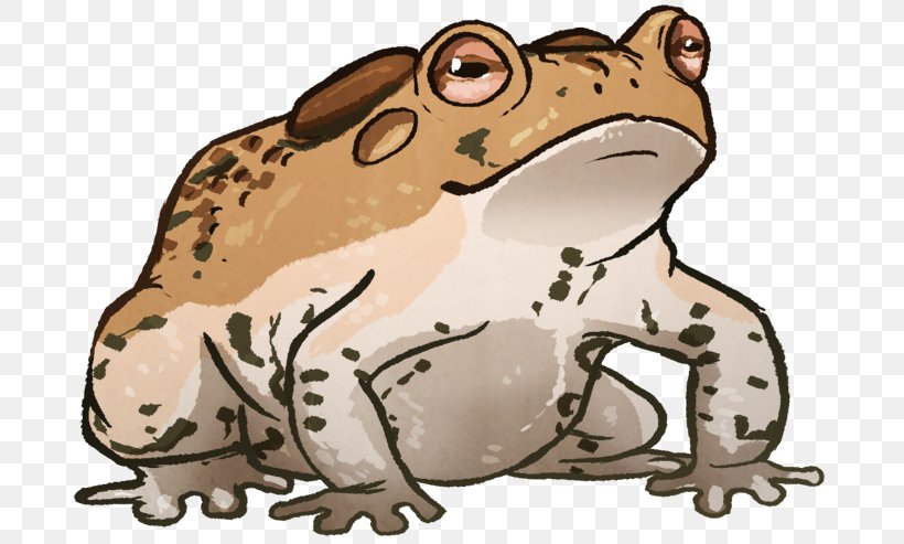 Toad True Frog Tree Frog Terrestrial Animal, PNG, 700x493px, Toad, Amphibian, Animal, Canidae, Carnivoran Download Free