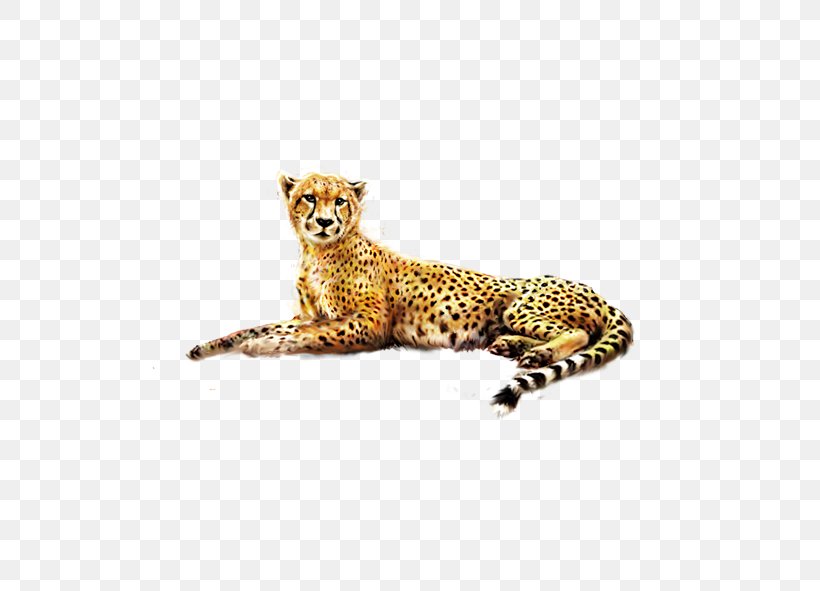 Cheetah Jaguar Felinae, PNG, 591x591px, Cheetah, African Leopard, Animal, Big Cat, Big Cats Download Free