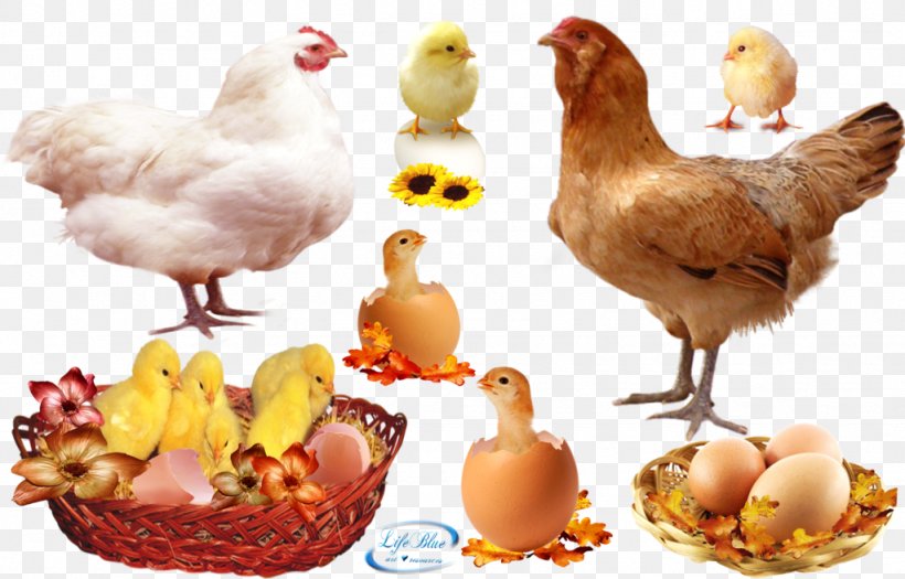 Rooster Roast Chicken Egg Hen, PNG, 1024x656px, Rooster, Chicken, Chicken Coop, Chicken Egg, Chicken Or The Egg Download Free