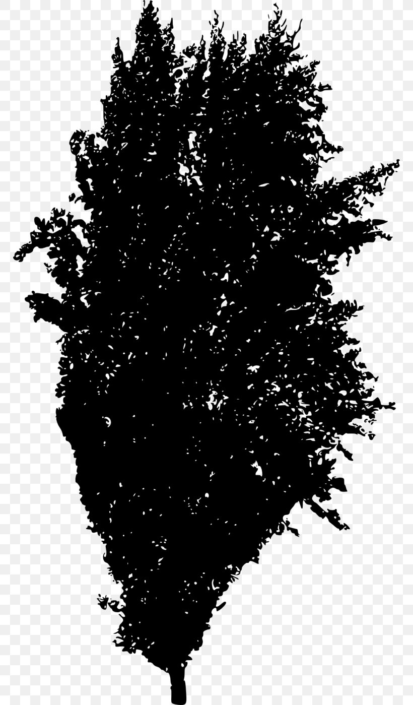 Tree Silhouette Spruce Woody Plant Fir, PNG, 768x1399px, Tree, Black And White, Branch, Conifer, Conifers Download Free