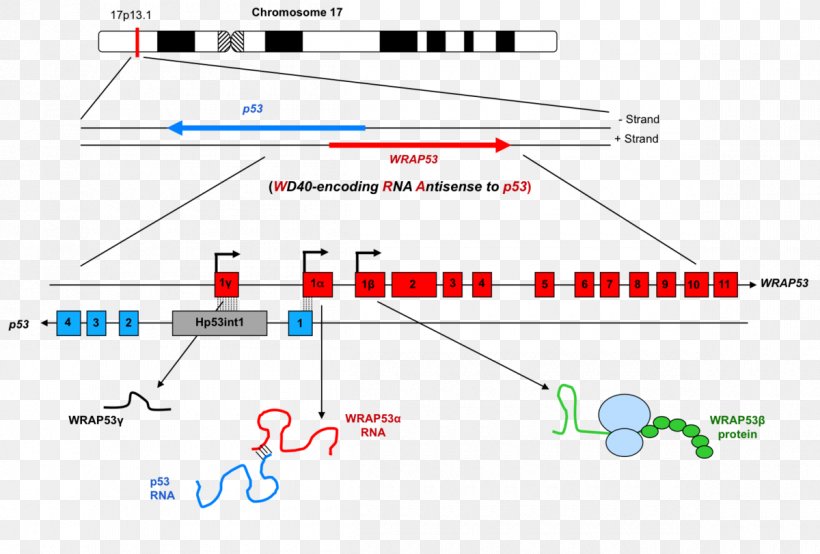 WRAP53 Gene Exon Antisense RNA, PNG, 1200x811px, Gene, Antisense Rna, Antisense Therapy, Area, Cancer Download Free