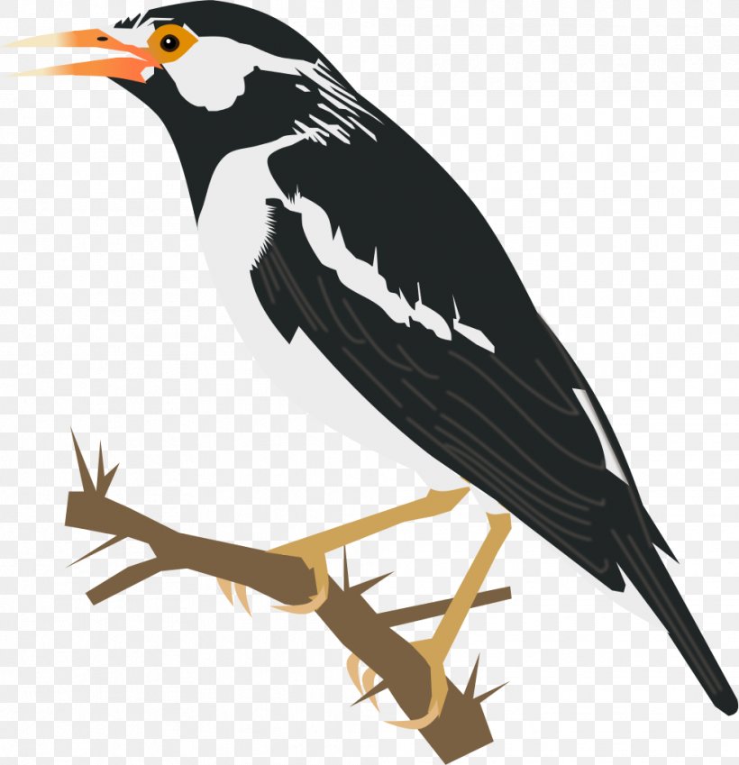 Common Starling Bird Asian Koel Heron Clip Art, PNG, 988x1024px, Common Starling, Asian Koel, Beak, Bird, Bird Vocalization Download Free
