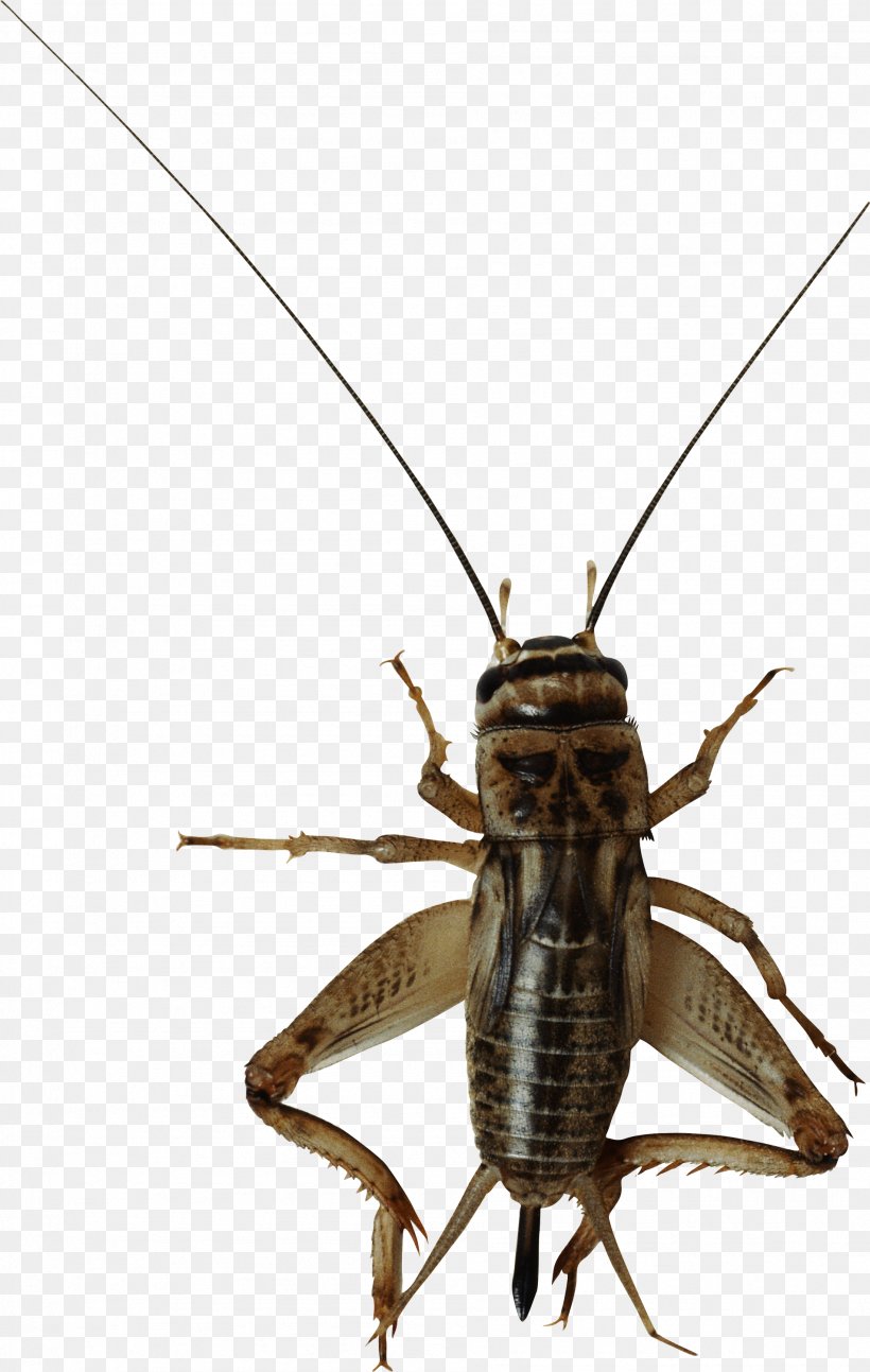 Insect, PNG, 1902x3000px, Insect, Arthropod, Beetle, Cricket, Cricket Flour Download Free