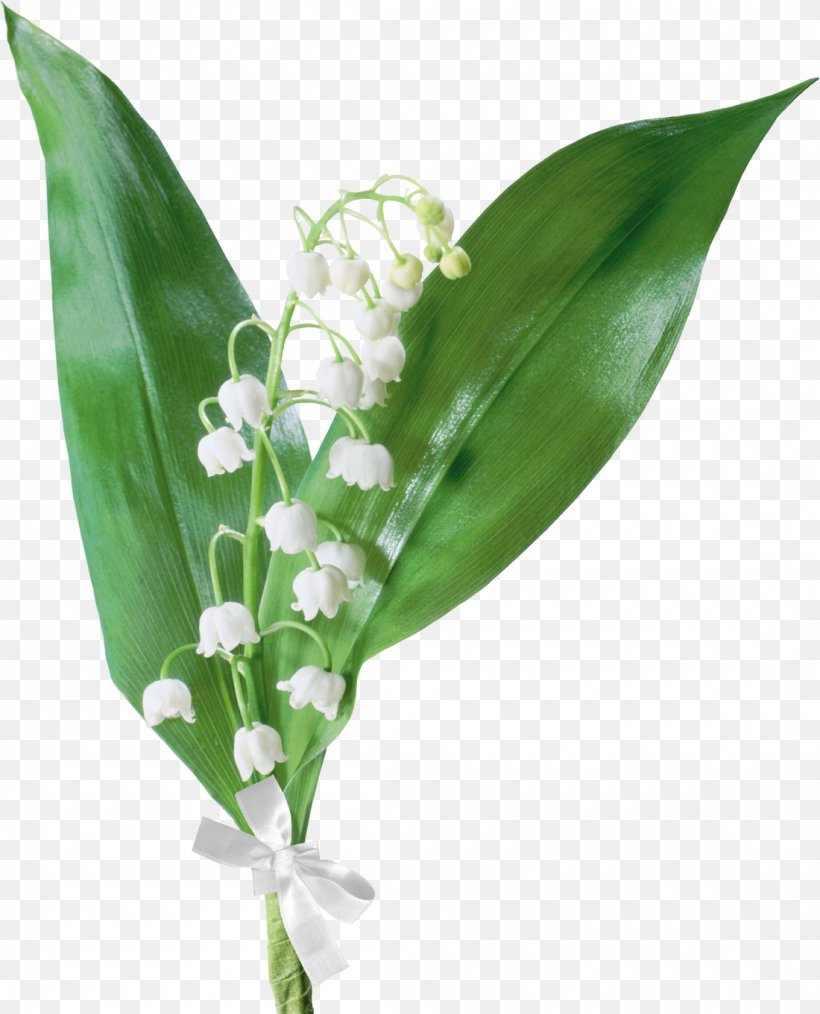 Lily Of The Valley Flower Drawing, PNG, 1100x1361px, Lily Of The Valley, Cut Flowers, Digital Image, Drawing, Flower Download Free