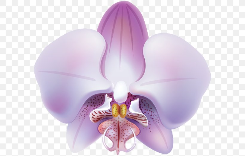 Orchids Purple Flower Clip Art, PNG, 600x522px, Orchids, Flower, Flowering Plant, Green, Lilac Download Free