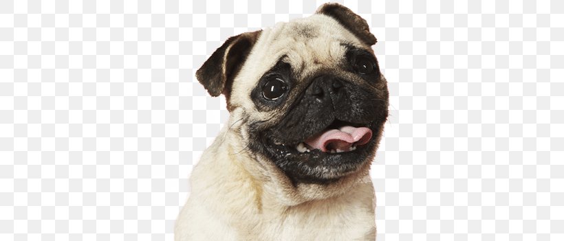 Pug Bulldog Puppy Desktop Wallpaper Dog Breed, PNG, 384x351px, Pug, American Kennel Club, Bulldog, Carnivoran, Companion Dog Download Free