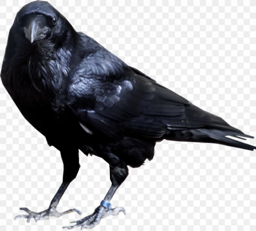 Rook Common Raven American Crow Clip Art, PNG, 850x766px, Rook, American Crow, Beak, Bird, Clipping Path Download Free