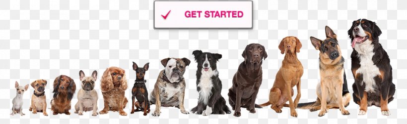 Schnoodle Puppy Dog Breed Dog Training Dog Toys, PNG, 960x295px, Schnoodle, Animal Figure, Carnivoran, Dog, Dog Behavior Download Free