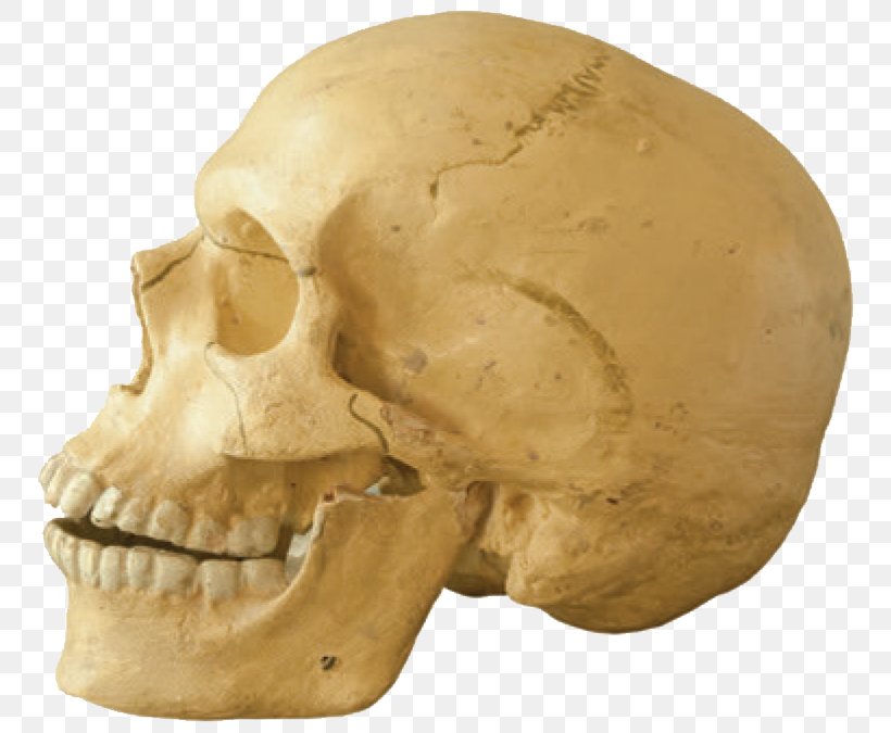 Tautavel Man Skull Jaw Homo Sapiens Human Tooth, PNG, 788x675px, Tautavel Man, Animal, Bone, Head, Homo Sapiens Download Free