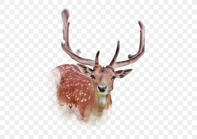 Deer Elk, PNG, 516x578px, Deer, Antler, Elk, Fauna, Horn Download Free