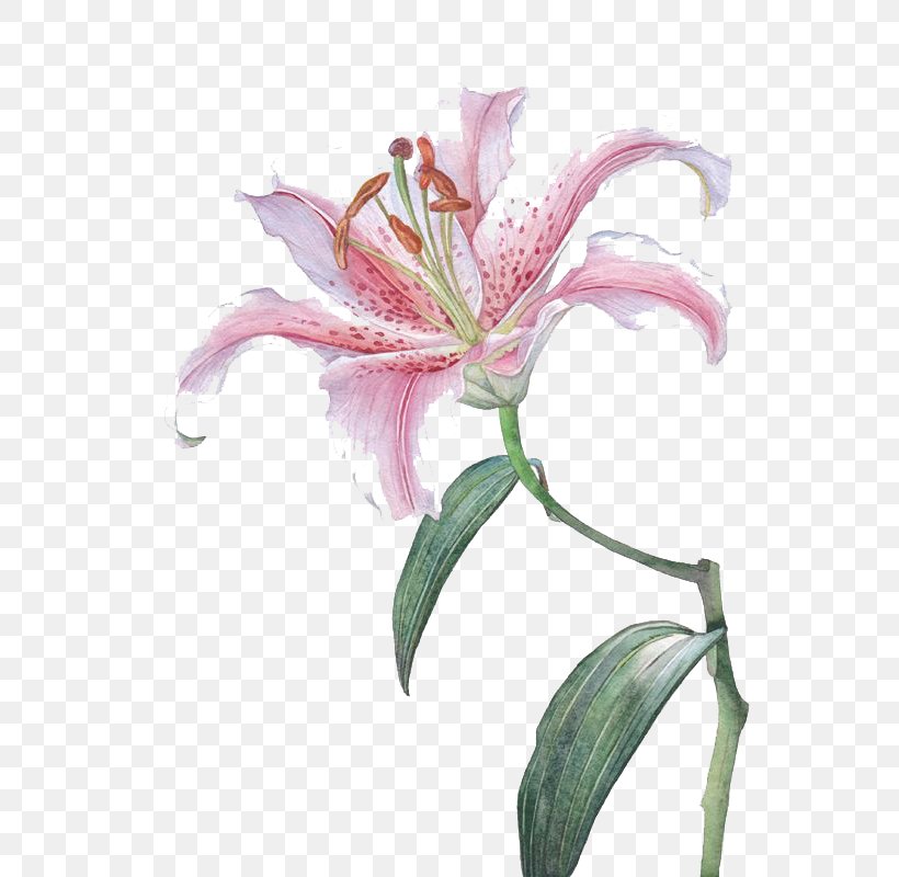 Flower Lilium Euclidean Vector, PNG, 566x800px, Flower, Cut Flowers, Drawing, Flowering Plant, Gratis Download Free