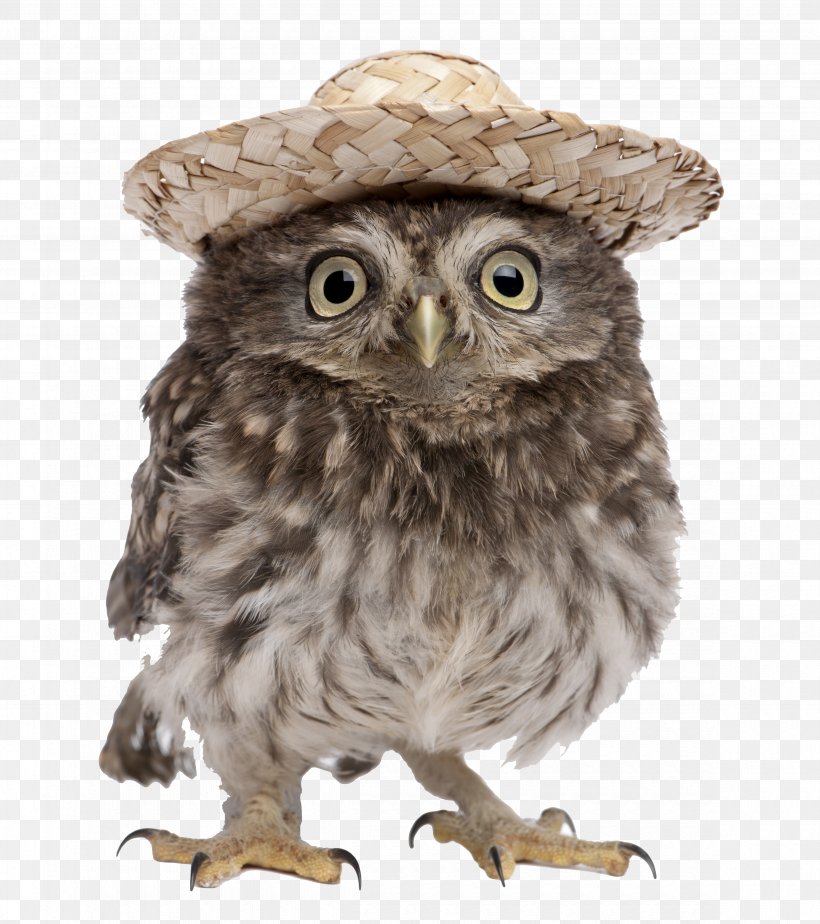 Hat Owl, PNG, 4700x5299px, Owl, Alamy, Beak, Bird, Bird Of Prey Download Free