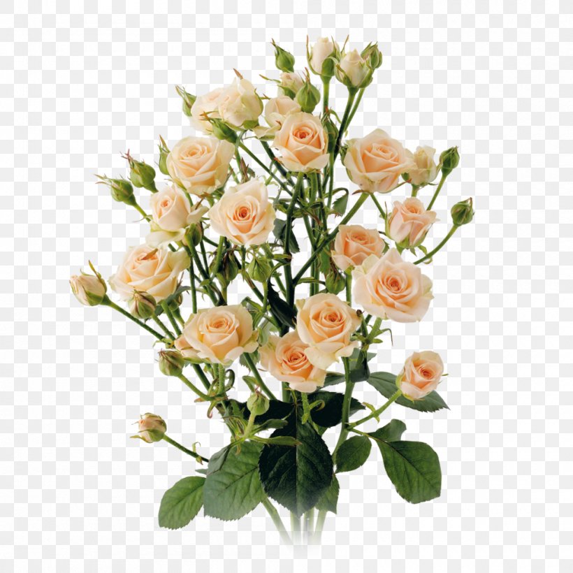 Garden Roses Cabbage Rose Cut Flowers Floral Design, PNG, 1000x1000px, Garden Roses, Artificial Flower, Cabbage Rose, Cut Flowers, Fasting Download Free