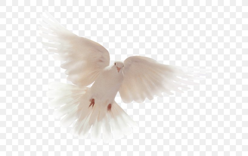 Holy Spirit Pigeons And Doves Desktop Wallpaper Clip Art Bible, PNG, 800x516px, Holy Spirit, Animation, Baptism, Beak, Bible Download Free