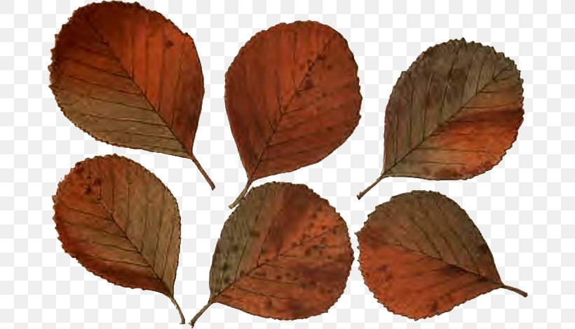 Leaf Follaje Wreath Israeli Pruta Prutah, PNG, 686x469px, Leaf, Autumn, Follaje, Gimp, Photography Download Free