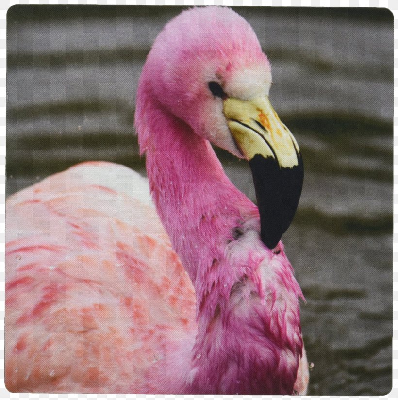 Mauritius England Bird Andean Flamingo Parakeet, PNG, 1491x1500px, Mauritius, Africa, American Flamingo, Andean Flamingo, Animal Download Free