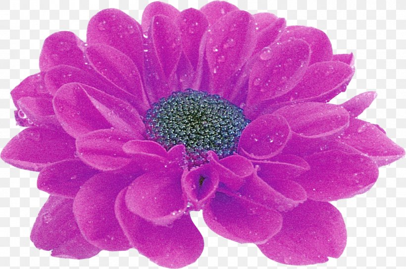 Transvaal Daisy Cut Flowers Petal, PNG, 1001x666px, Transvaal Daisy, Chrysanthemum, Chrysanths, Cut Flowers, Dahlia Download Free